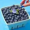 Jenny Lemons - Mini Blueberry Hair Claw Clip